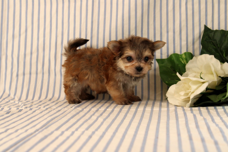 puppy, for, sale, Morkie, Matthew B. Stoltzfus, dog, breeder, Gap, PA, dog-breeder, puppy-for-sale, forsale, nearby, find, puppyfind, locator, puppylocator, aca